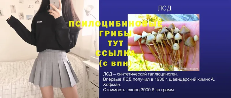 Галлюциногенные грибы GOLDEN TEACHER  где купить наркотик  Кимры 